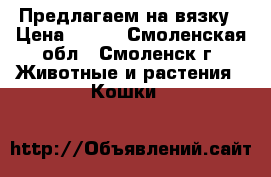 Предлагаем на вязку › Цена ­ 500 - Смоленская обл., Смоленск г. Животные и растения » Кошки   